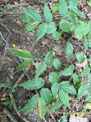 Prosartes lanuginosa