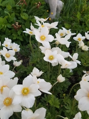 Anemonoides sylvestris