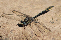 Phanogomphus oklahomensis