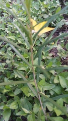 Talinum polygaloides