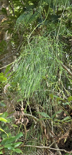 Lycopodiastrum casuarinoides observed 2026-09-25