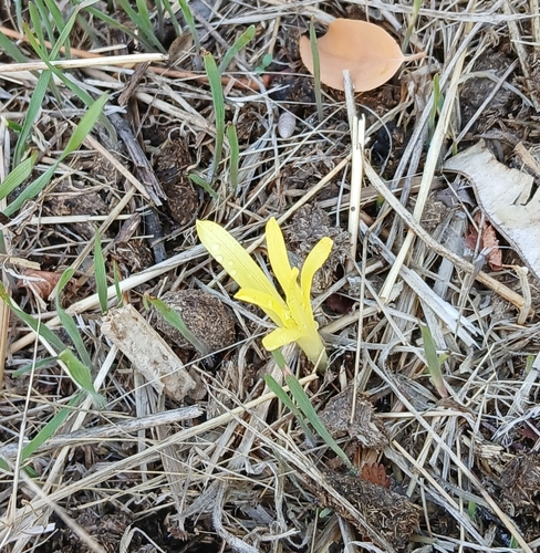 Turkish starflower