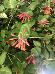 Lonicera sempervirens