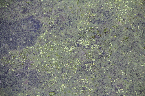 Spirodela polyrhiza
