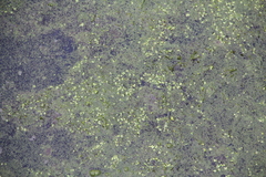 Spirodela polyrhiza