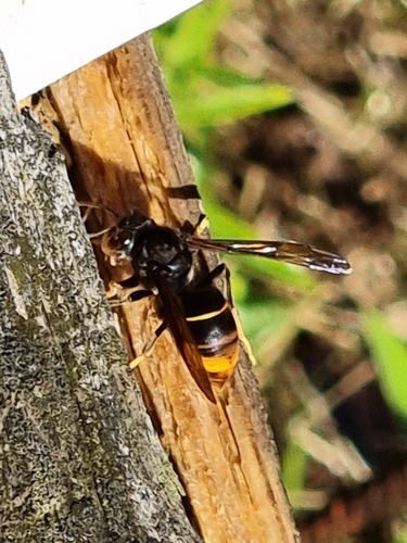 Vespa velutina nigrithorax