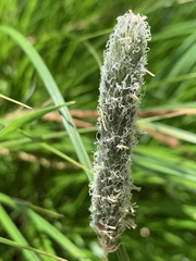 Alopecurus geniculatus