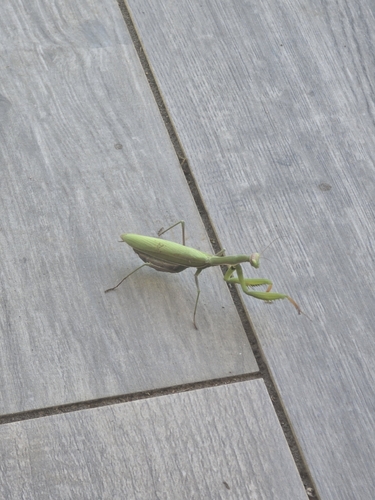 European Mantis