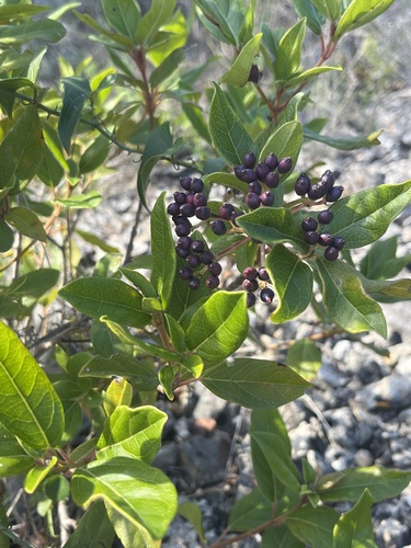 Laurustinus viburnum