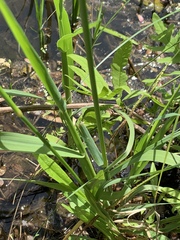 Alopecurus geniculatus