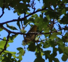 Leiothlypis virginiae
