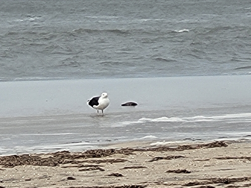 Great Black-backed Gull