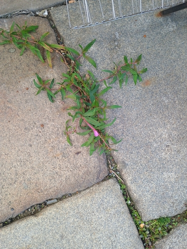 fireweed