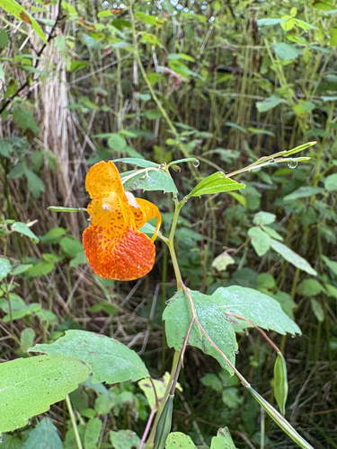 common jewelweed