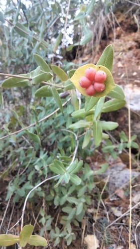 Mediterranean Honeysuckle