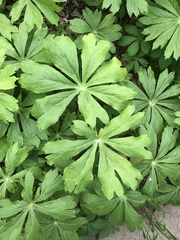 Podophyllum peltatum