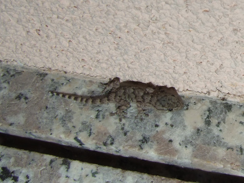 Moorish Gecko