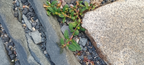oak-leaved goosefoot
