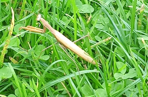 European Mantis