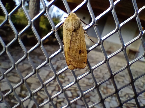 Large Yellow Underwing