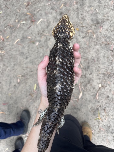 Southwestern Shingleback