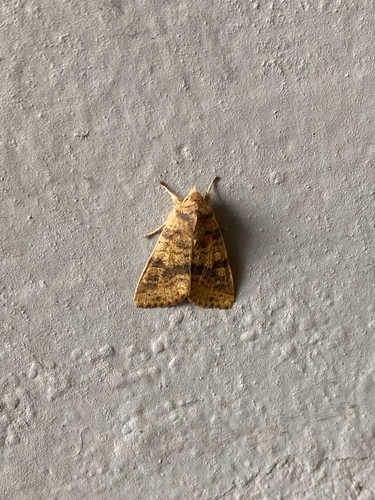 Dusky-lemon Sallow
