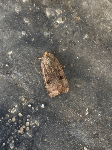 Noctua interposita