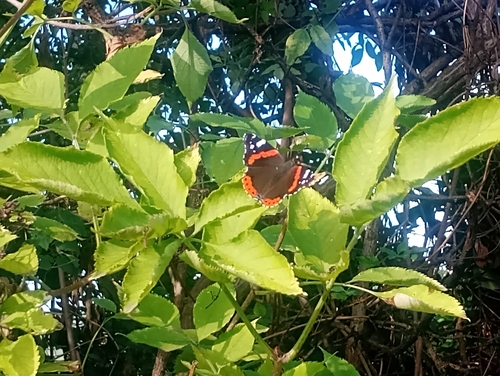 Red Admiral