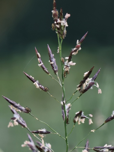 Eragrostis ferruginea