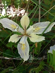 Iris fernaldii