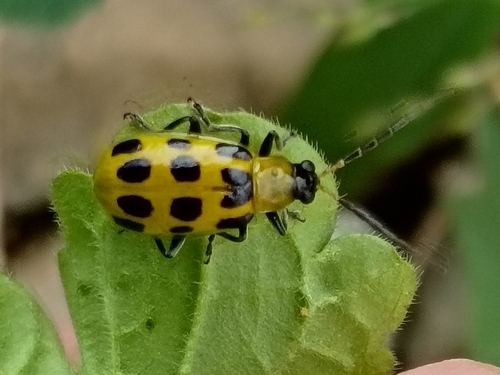 Spotted Cucumber Beetle