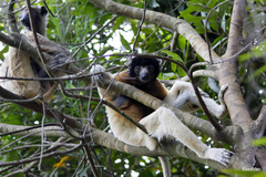 Propithecus coronatus