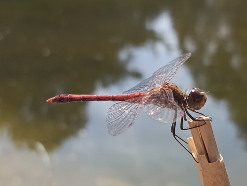 Common Darter
