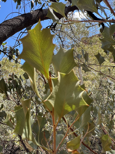 Wickham's Grevillea