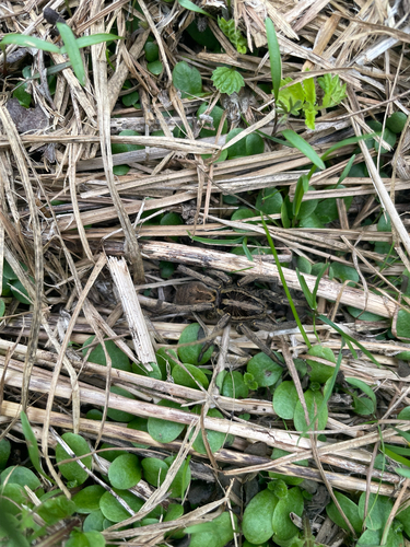 Radiated Wolf Spider