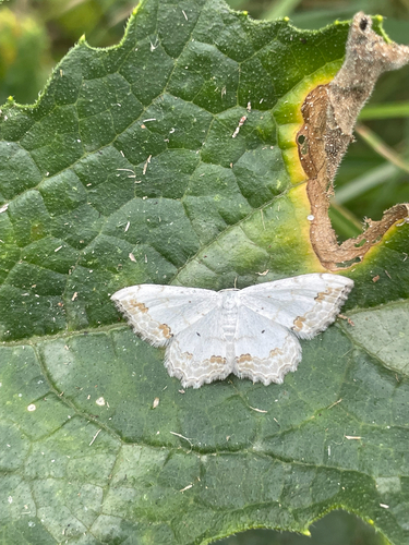 Lace Border