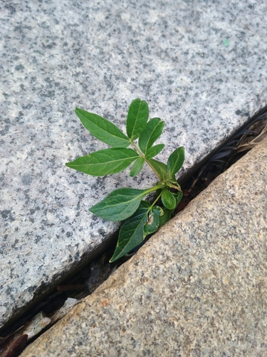 tree-of-heaven