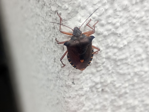 Forest Bug