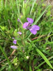 Dyschoriste oblongifolia