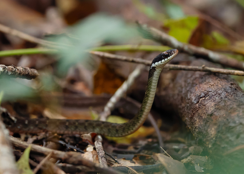 Rhabdophis chrysargos observed 2026-09-17