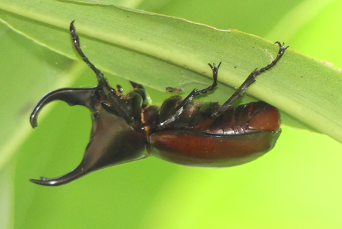 Siamese Rhinoceros Beetle