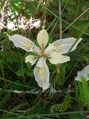 Iris fernaldii