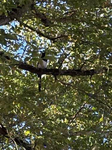 Eurasian Magpie