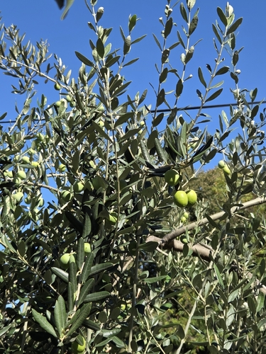Olive