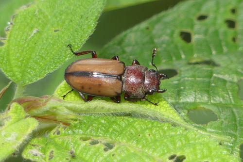 Cyclommatinus bicolor