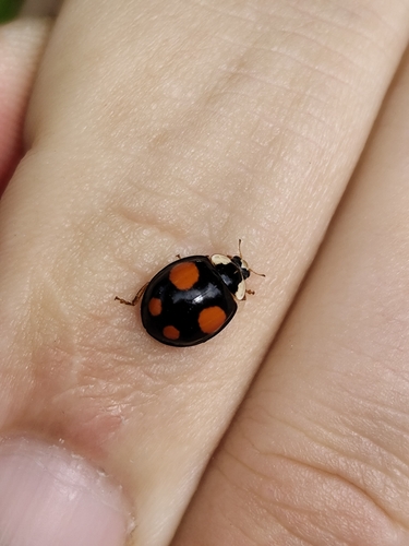 Asian Lady Beetle