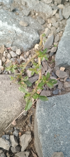 prostrate pigweed