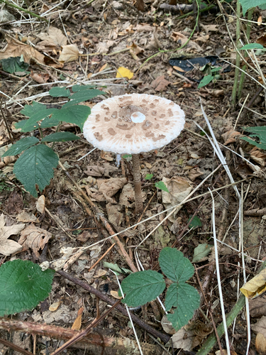 Parasol