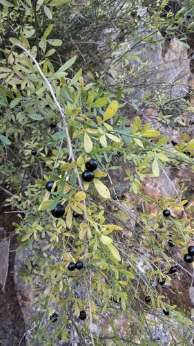 Wild Jasmine