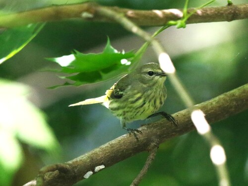 Cape May Warbler